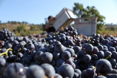 Les Vendanges au Beaucas